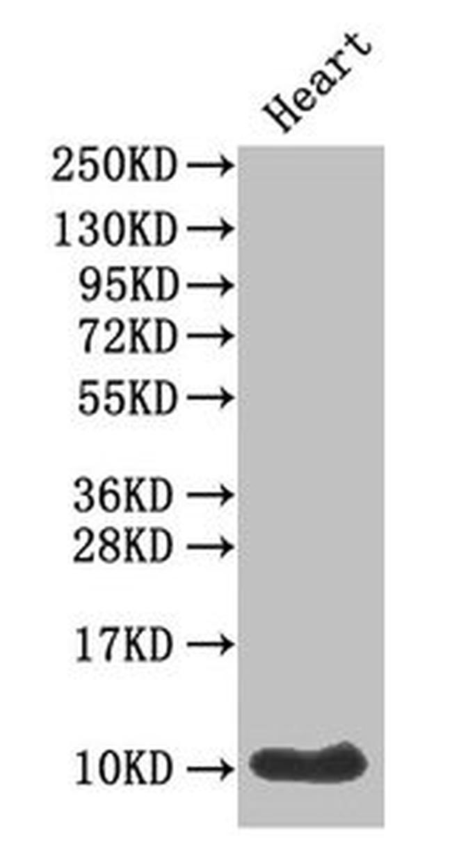 Amylin Antibody in Western Blot (WB)
