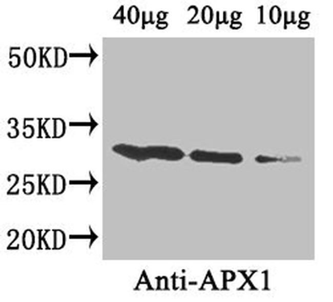 APX1 Antibody in Western Blot (WB)