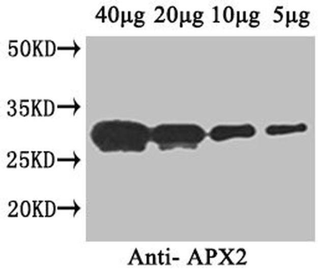 APX2 Antibody in Western Blot (WB)