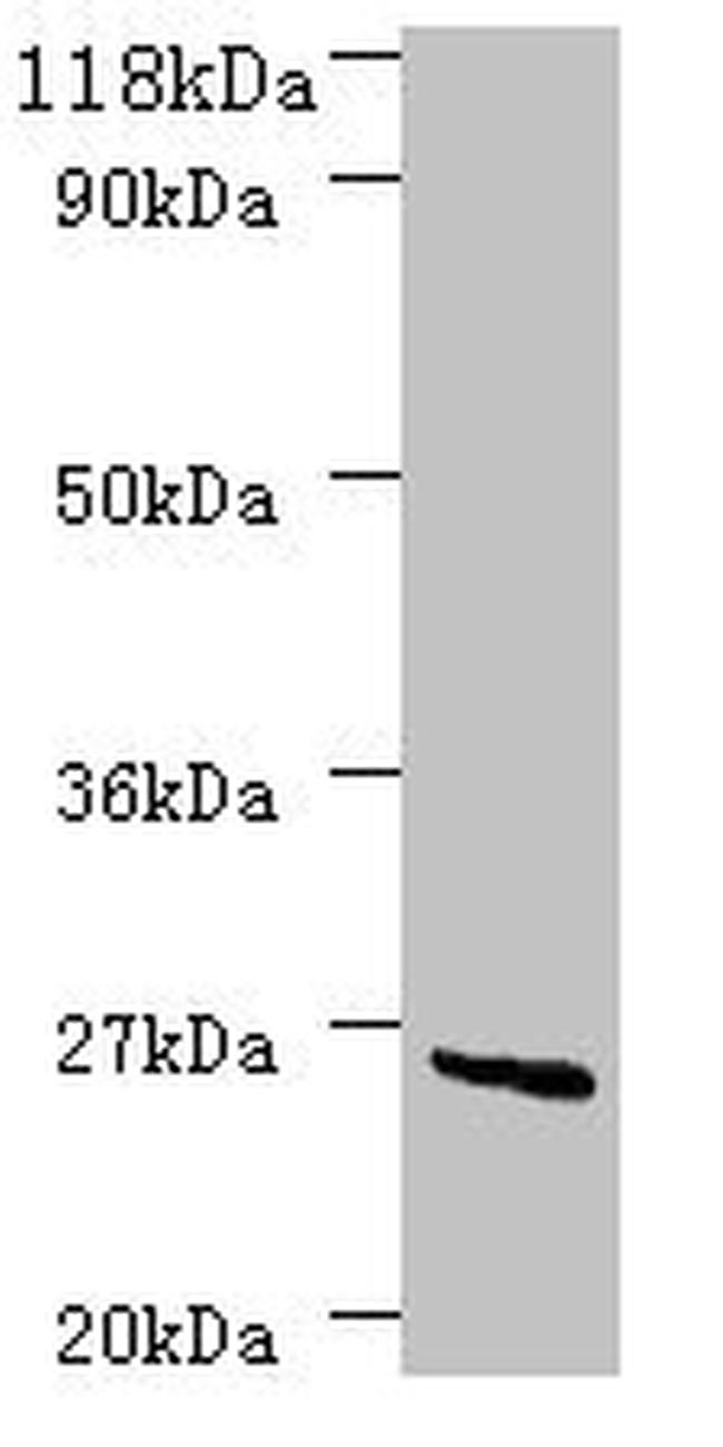 deoD Antibody in Western Blot (WB)
