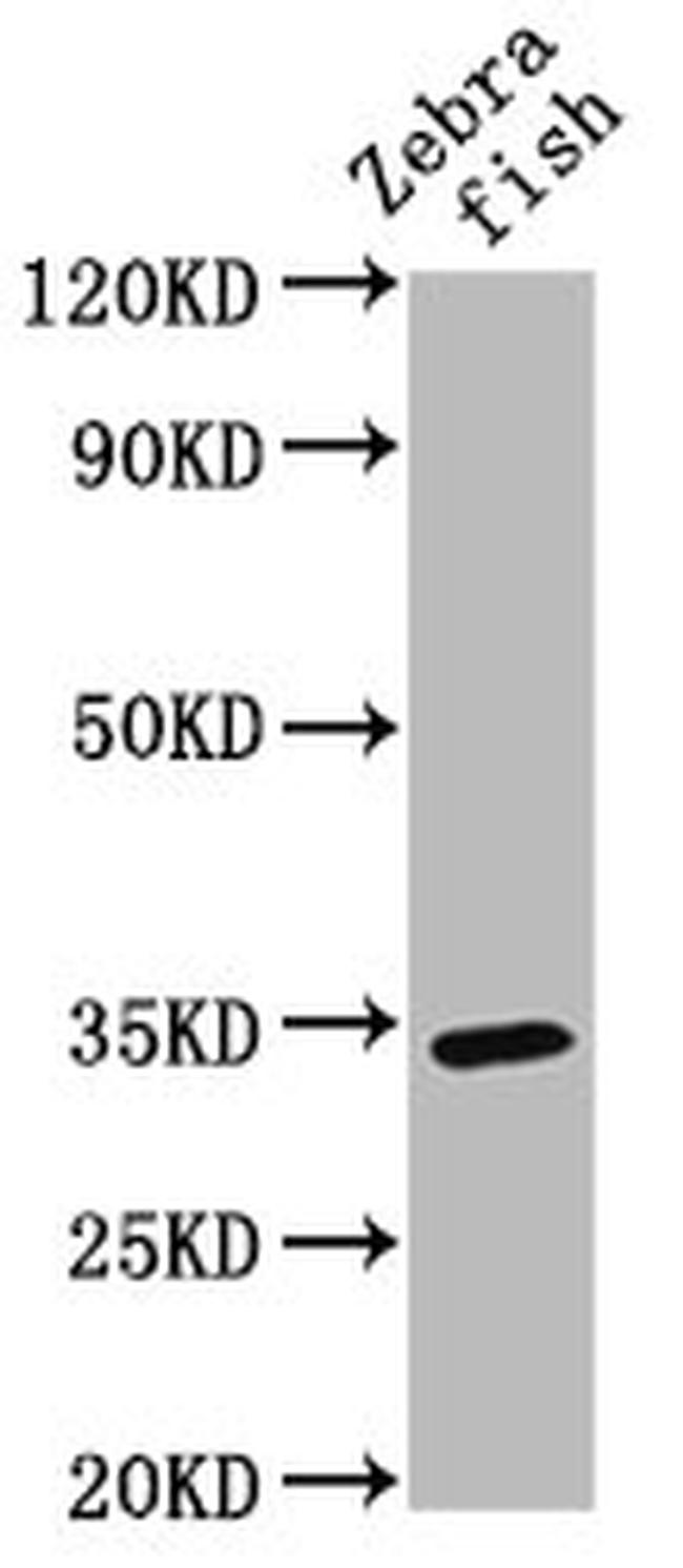 SDR Antibody in Western Blot (WB)