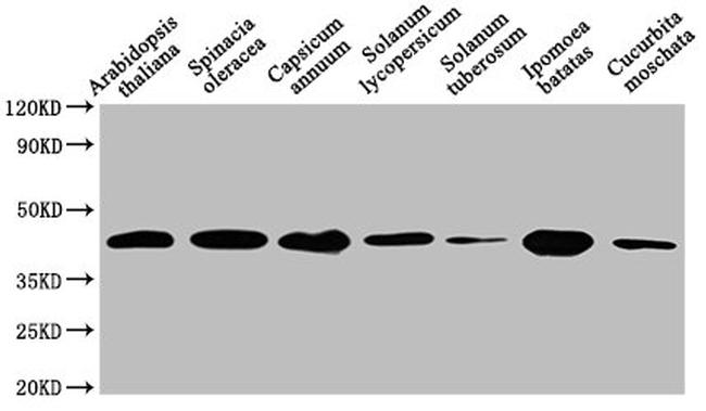 HPR Antibody in Western Blot (WB)