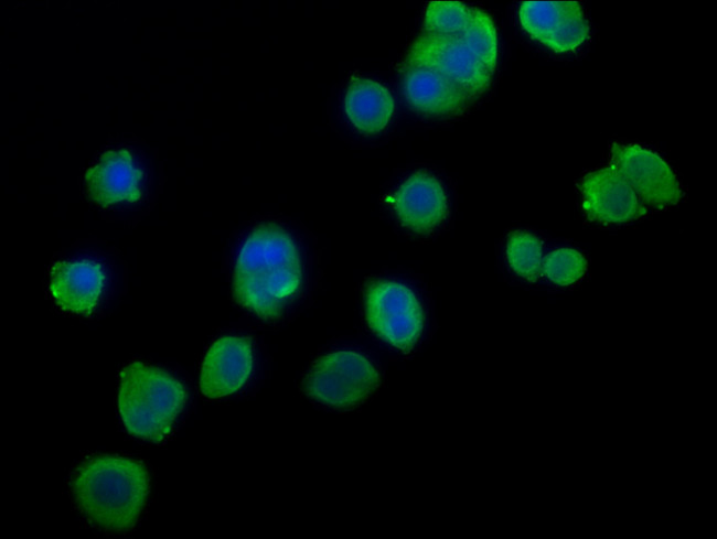 HSPA1B Antibody in Immunocytochemistry (ICC/IF)