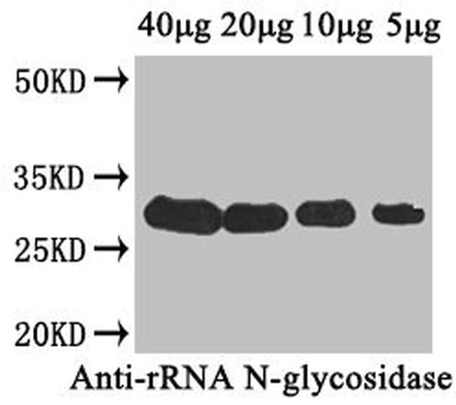 Ribosome-inactivating protein Antibody in Western Blot (WB)