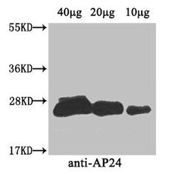 AP24 Antibody in Western Blot (WB)