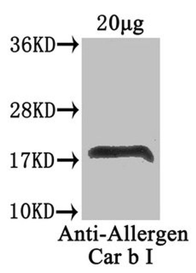 Pollen Allergen Antibody in Western Blot (WB)