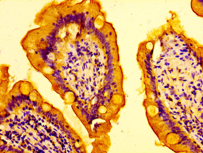 AMFR Antibody in Immunohistochemistry (Paraffin) (IHC (P))
