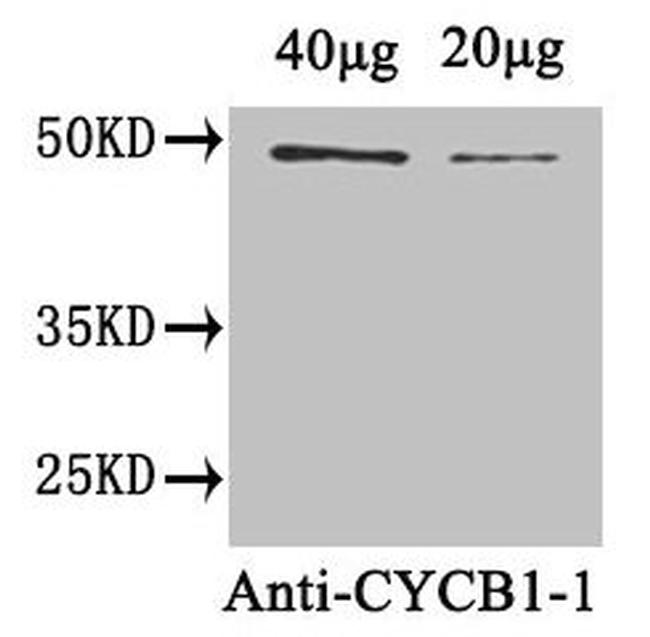 Cyclin B1-1 Antibody in Western Blot (WB)