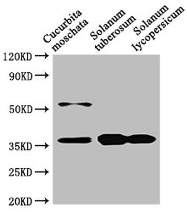 CHN48 Antibody in Western Blot (WB)