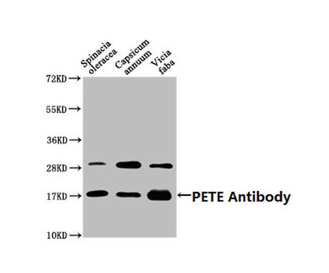 PETE Antibody in Western Blot (WB)