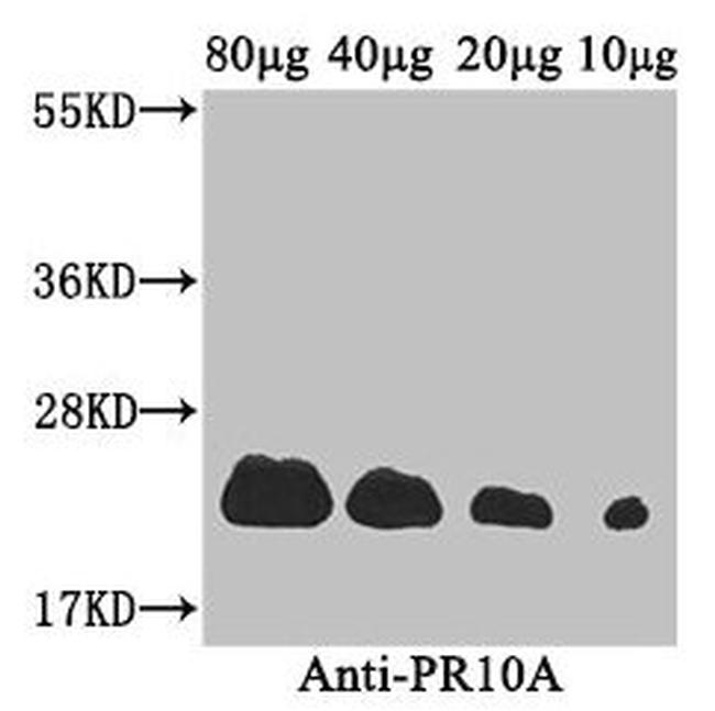 PR10A Antibody in Western Blot (WB)