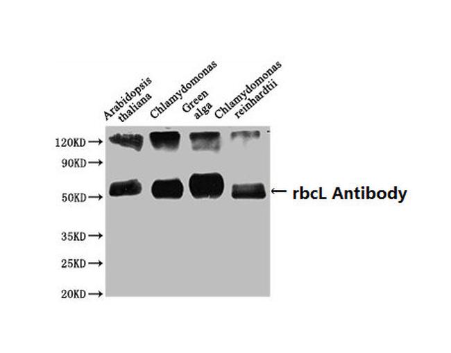 RBCL Antibody in Western Blot (WB)