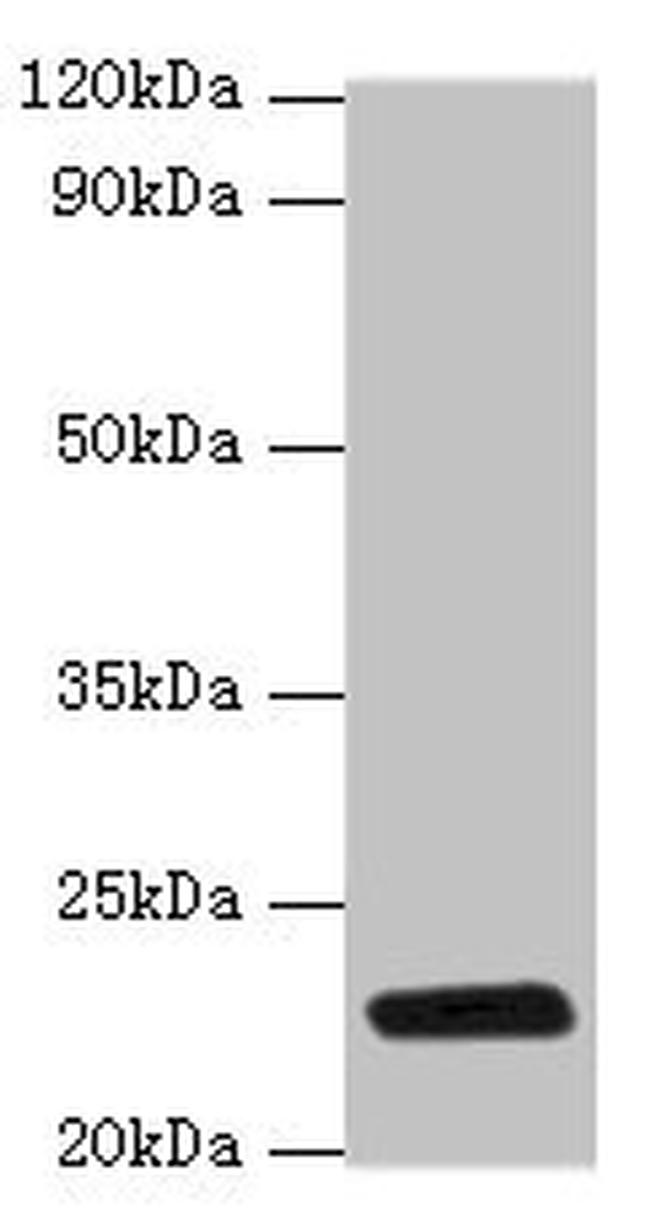 RPIA Antibody in Western Blot (WB)