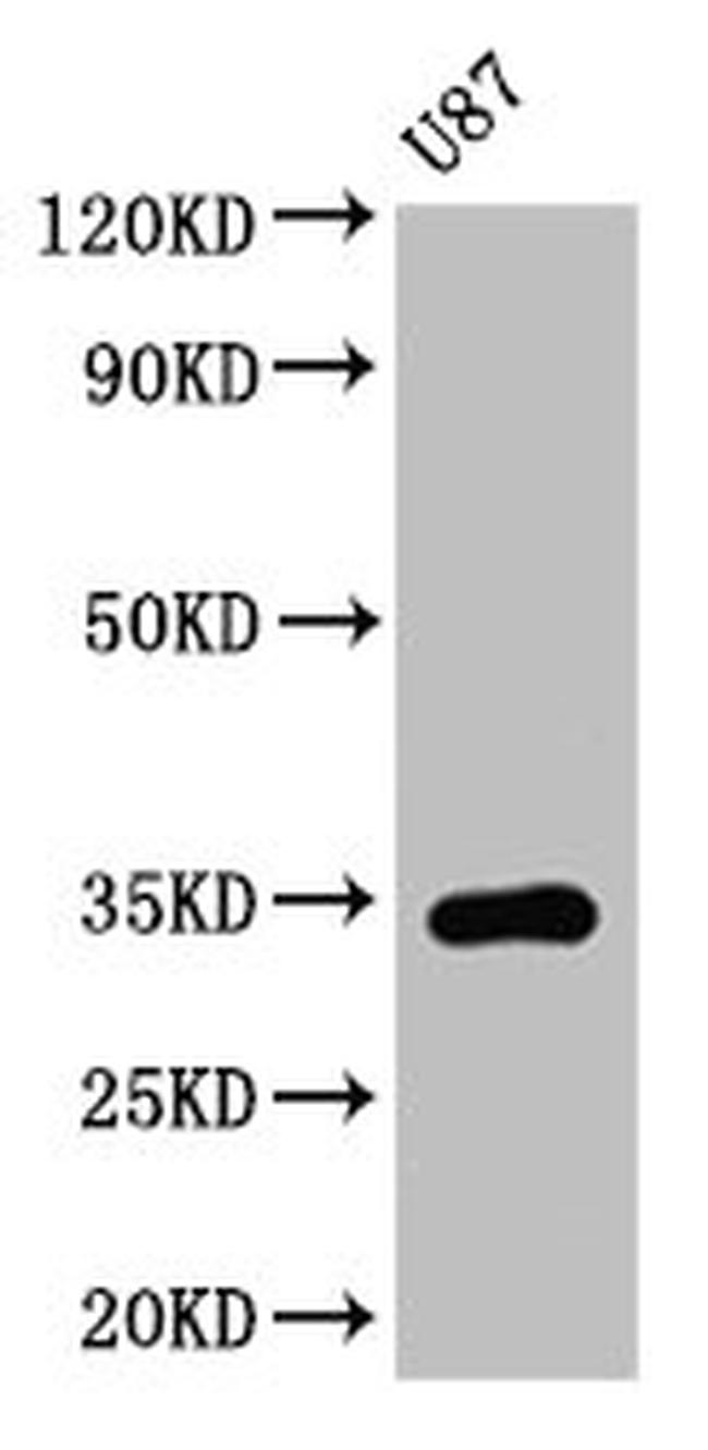 TEF Antibody in Western Blot (WB)
