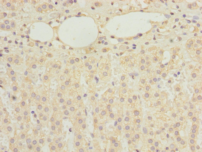 RBMS2 Antibody in Immunohistochemistry (Paraffin) (IHC (P))