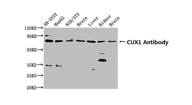 CUX1/Protein CASP Antibody in Western Blot (WB)