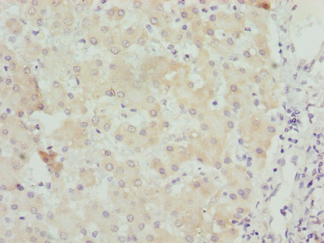 Unc18-2 Antibody in Immunohistochemistry (Paraffin) (IHC (P))