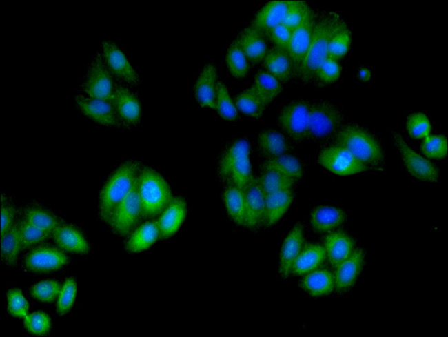 TUBA3C Antibody in Immunocytochemistry (ICC/IF)
