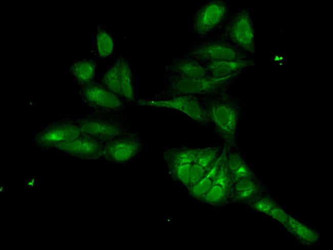 FOXI1 Antibody in Immunocytochemistry (ICC/IF)