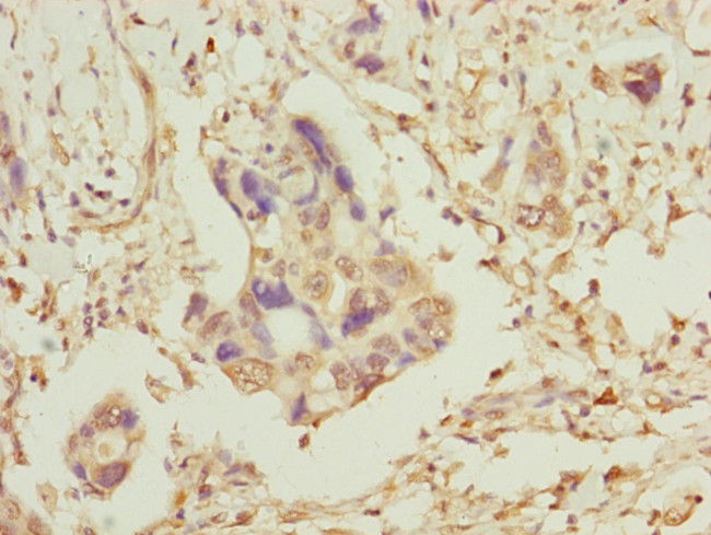 TOMM34 Antibody in Immunohistochemistry (Paraffin) (IHC (P))