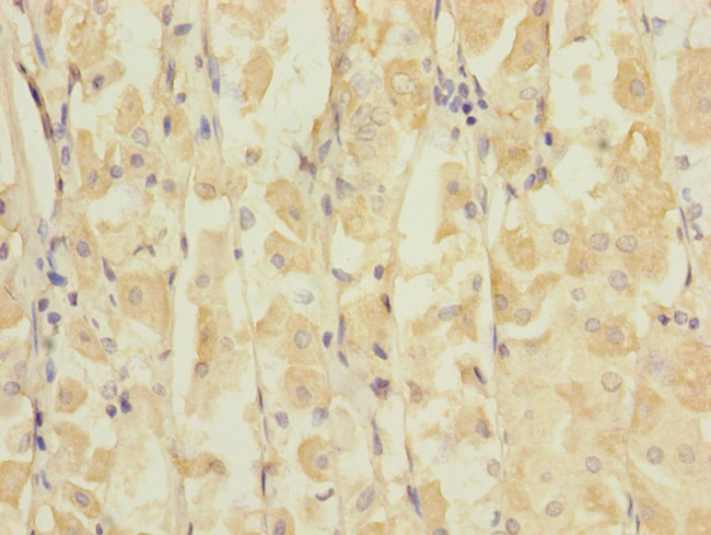 GluR7 Antibody in Immunohistochemistry (Paraffin) (IHC (P))
