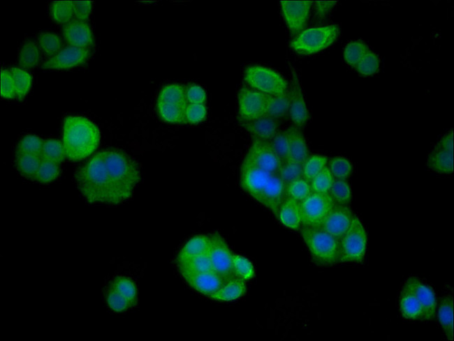 VPS26B Antibody in Immunocytochemistry (ICC/IF)