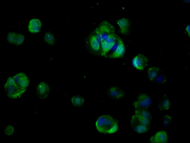 CDO Antibody in Immunocytochemistry (ICC/IF)