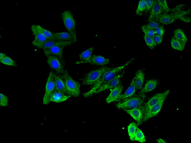 KRBOX4 Antibody in Immunocytochemistry (ICC/IF)