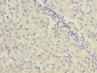 C9orf64 Antibody in Immunohistochemistry (Paraffin) (IHC (P))