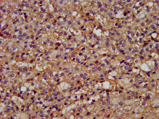 GPR177 Antibody in Immunohistochemistry (Paraffin) (IHC (P))