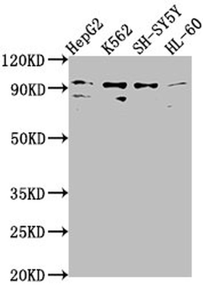 NUGGC Antibody in Western Blot (WB)