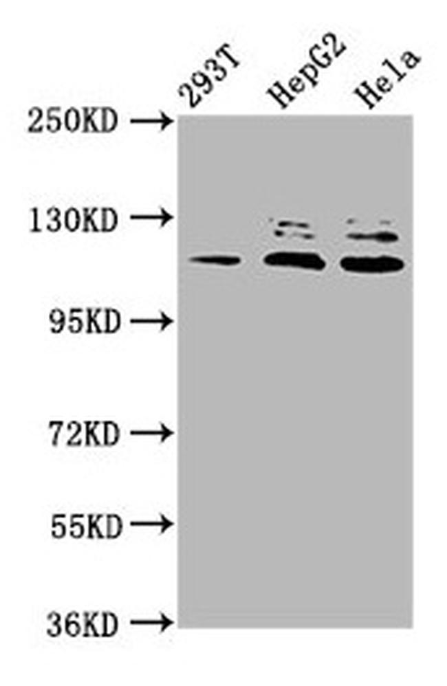MLK4 Antibody in Western Blot (WB)