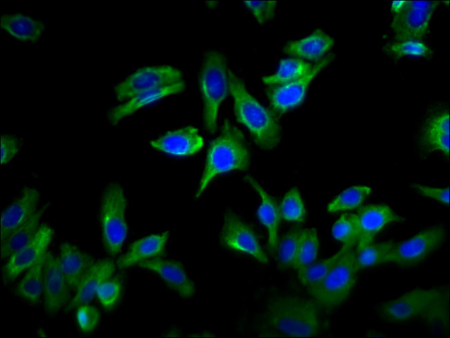 GPRC6A Antibody in Immunocytochemistry (ICC/IF)
