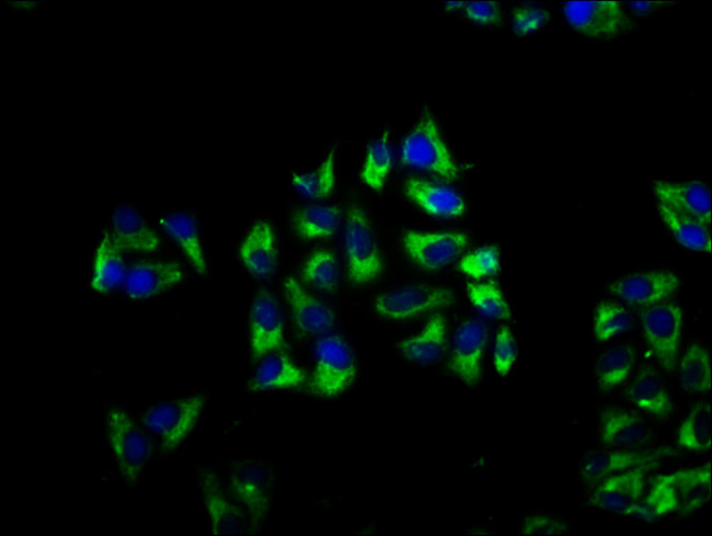 C1orf58 Antibody in Immunocytochemistry (ICC/IF)