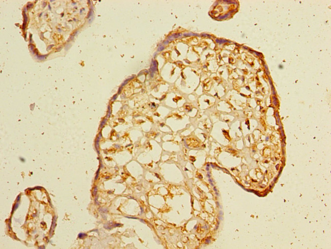 WDR88 Antibody in Immunohistochemistry (Paraffin) (IHC (P))