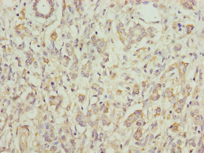 PCID1 Antibody in Immunohistochemistry (Paraffin) (IHC (P))