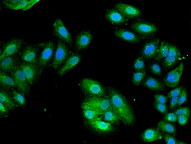 PCID1 Antibody in Immunocytochemistry (ICC/IF)