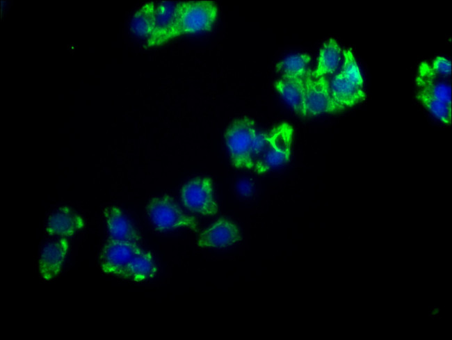 ENPP7 Antibody in Immunocytochemistry (ICC/IF)