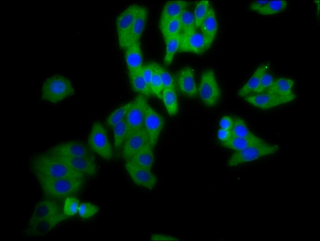 DPY19L3 Antibody in Immunocytochemistry (ICC/IF)