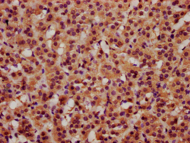 FAM5C Antibody in Immunohistochemistry (Paraffin) (IHC (P))