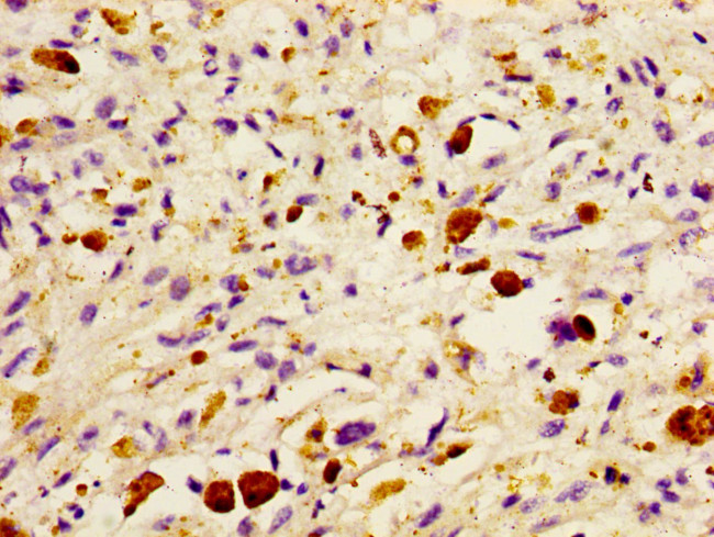 DHRS13 Antibody in Immunohistochemistry (Paraffin) (IHC (P))
