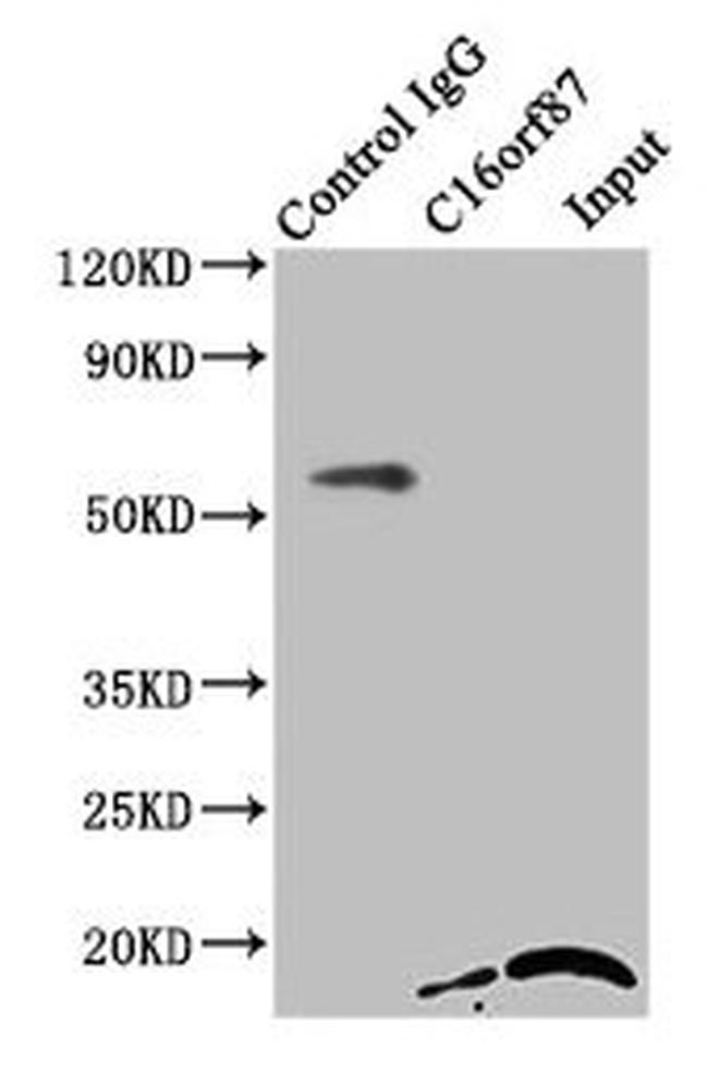 C16orf87 Antibody in Western Blot (WB)