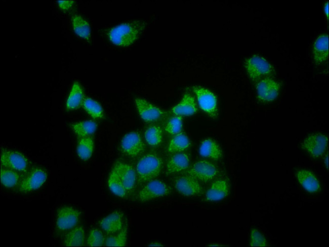 RIPX Antibody in Immunocytochemistry (ICC/IF)