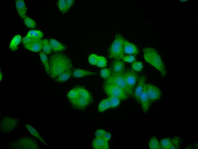 BRAP Antibody in Immunocytochemistry (ICC/IF)