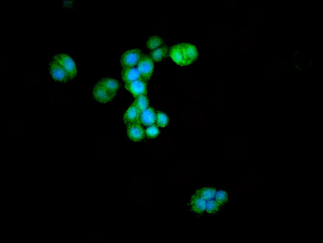 ATG4D Antibody in Immunocytochemistry (ICC/IF)