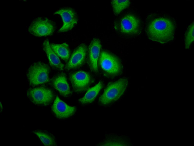 CDH7 Antibody in Immunocytochemistry (ICC/IF)