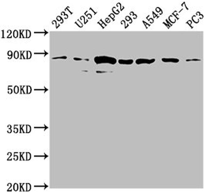 AMOTL2 Antibody in Western Blot (WB)