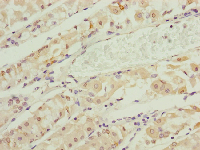 RNF135 Antibody in Immunohistochemistry (Paraffin) (IHC (P))
