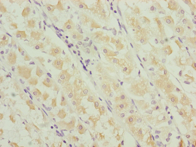 RNF135 Antibody in Immunohistochemistry (Paraffin) (IHC (P))