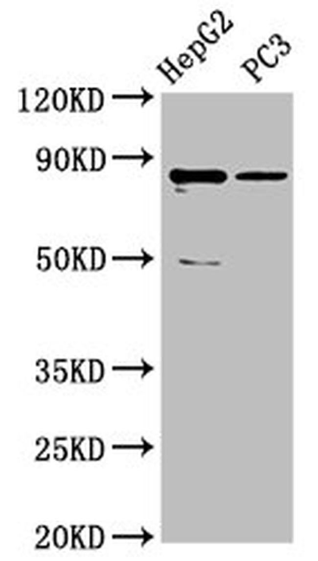 C6orf97 Antibody in Western Blot (WB)